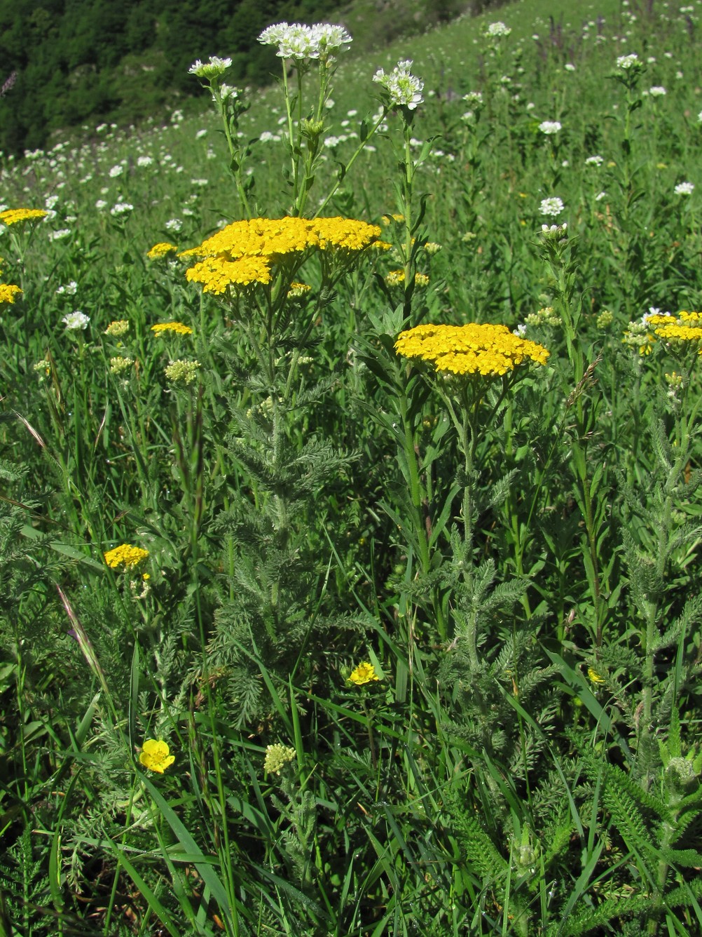 Image of Achillea arabica specimen.