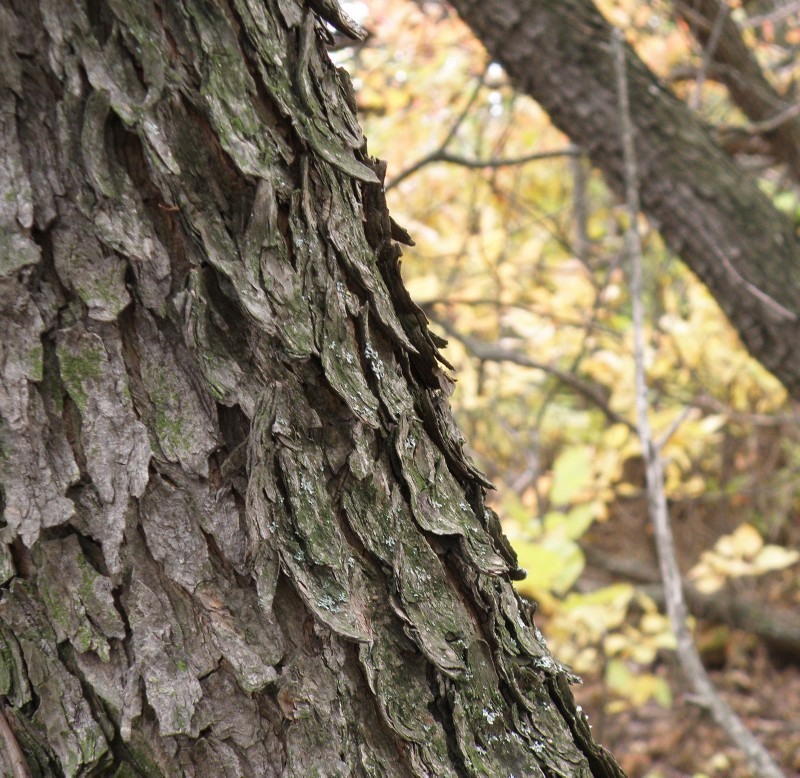 Image of Cotinus coggygria specimen.