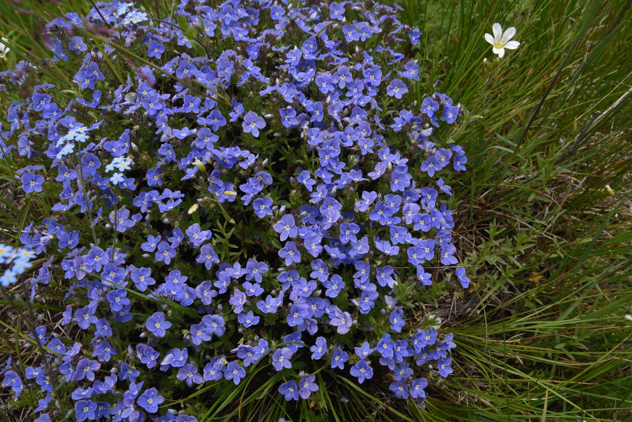 Image of genus Veronica specimen.