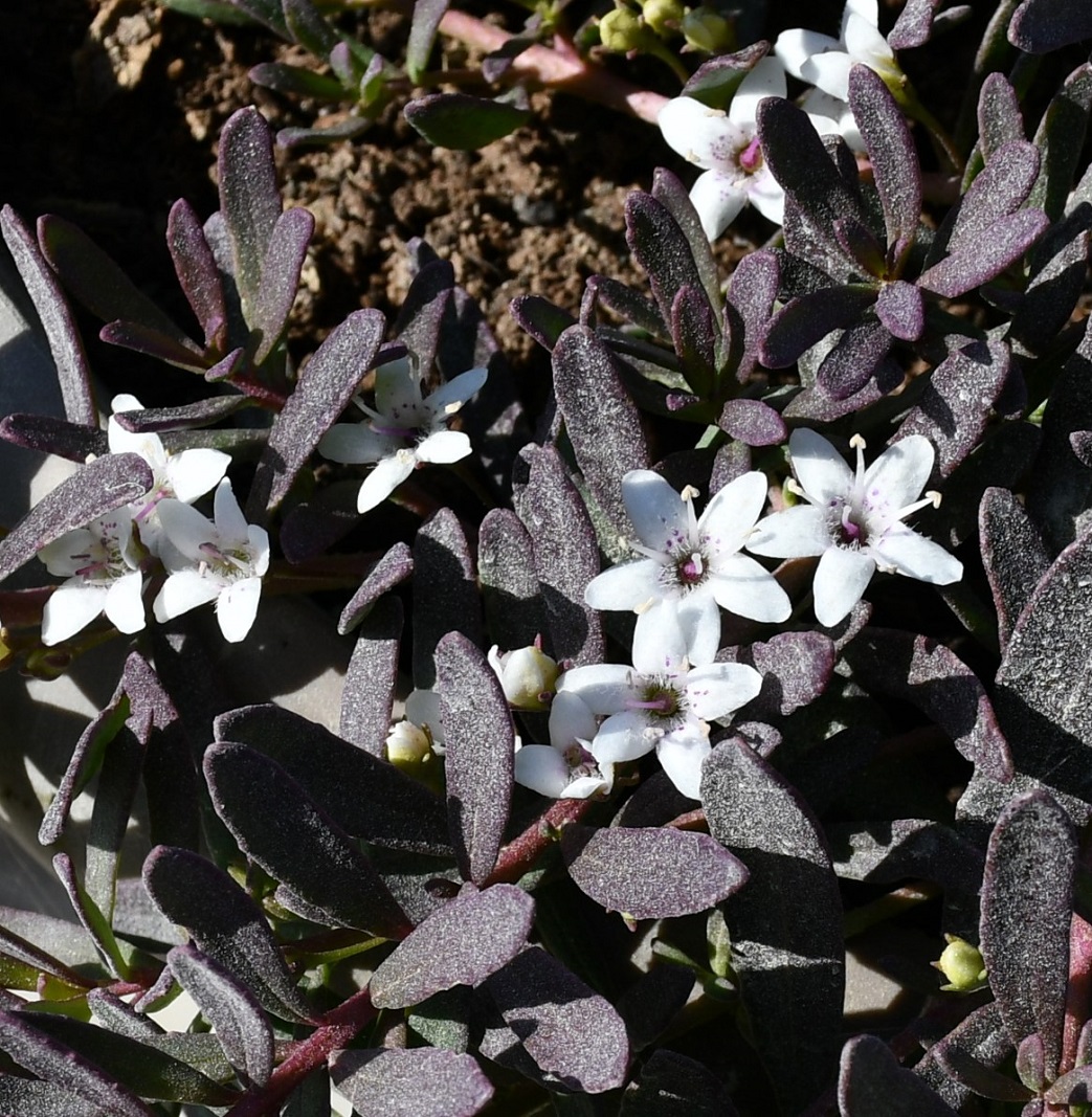 Image of Myoporum parvifolium specimen.