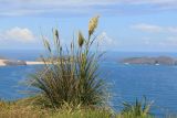 Austroderia splendens. Цветущее растение. Новая Зеландия, Северный остров, р-н Нортленд, национальный парк \"Cape Reinga\". 17.12.2013.