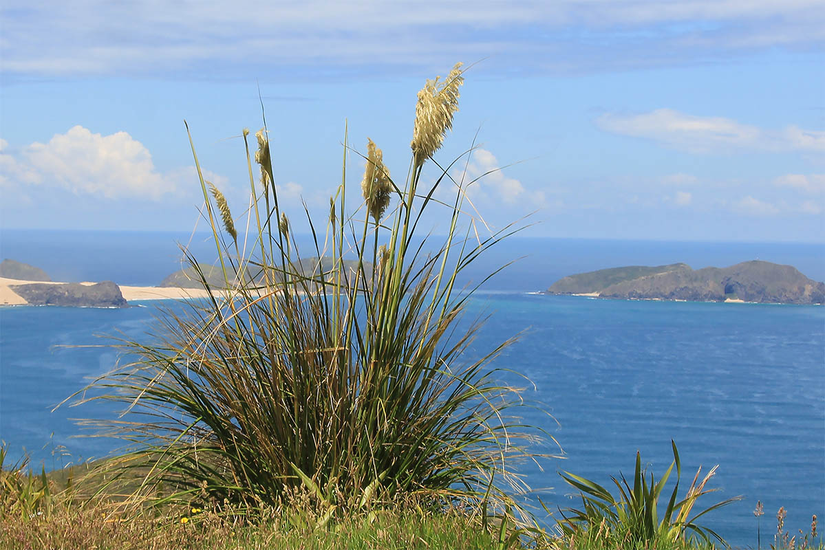 Image of Austroderia splendens specimen.