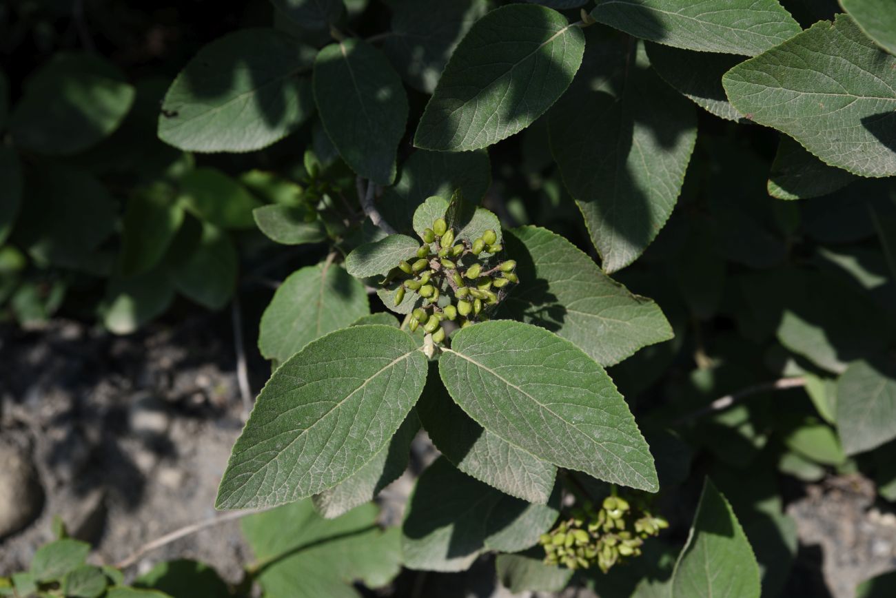 Изображение особи Viburnum lantana.