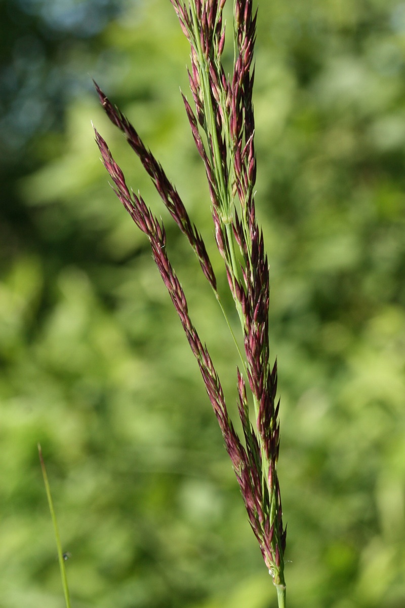 Image of Calamagrostis canescens specimen.