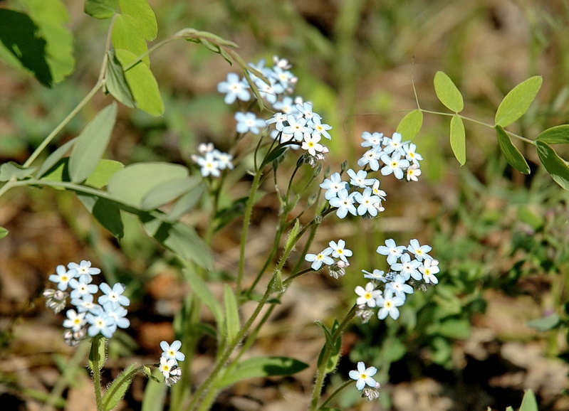 Изображение особи Myosotis imitata.