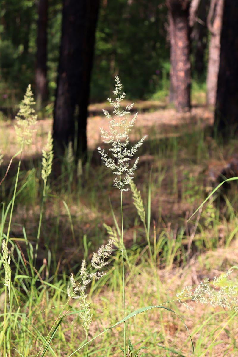 Изображение особи Calamagrostis arundinacea.