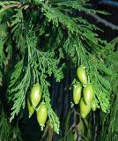 Calocedrus decurrens. Ветви с шишками. Крым, городской округ Ялта, пгт Гурзуф, санаторий \"Гурзуфский\", парк. Июль 2022 г.