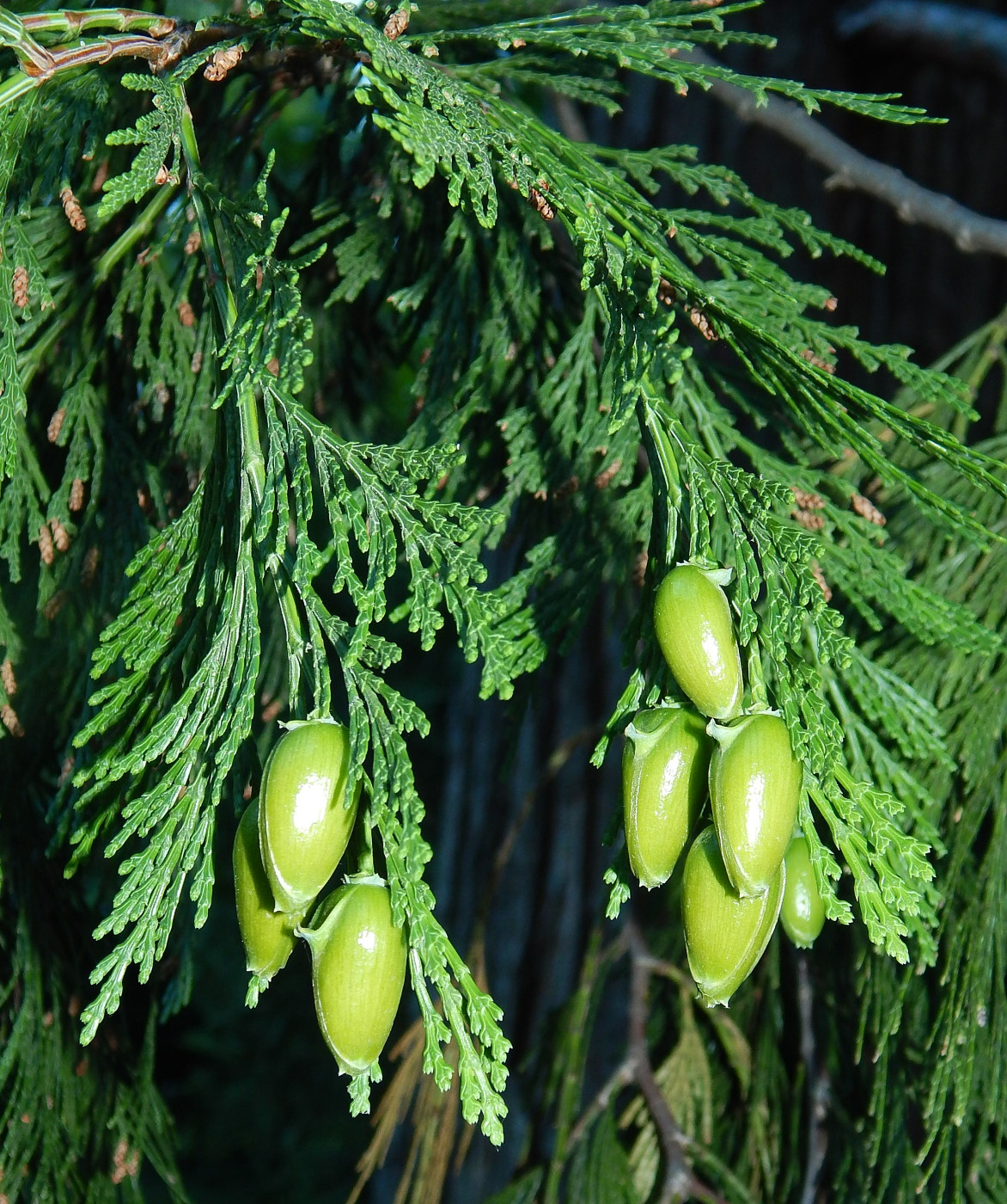 Изображение особи Calocedrus decurrens.