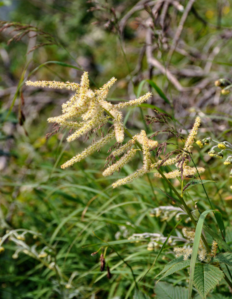 Image of Aruncus dioicus specimen.