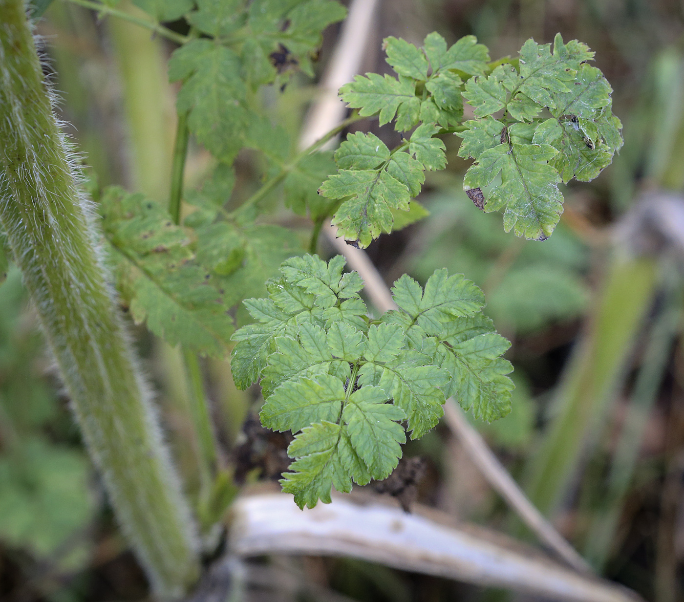 Image of Chaerophyllum aureum specimen.