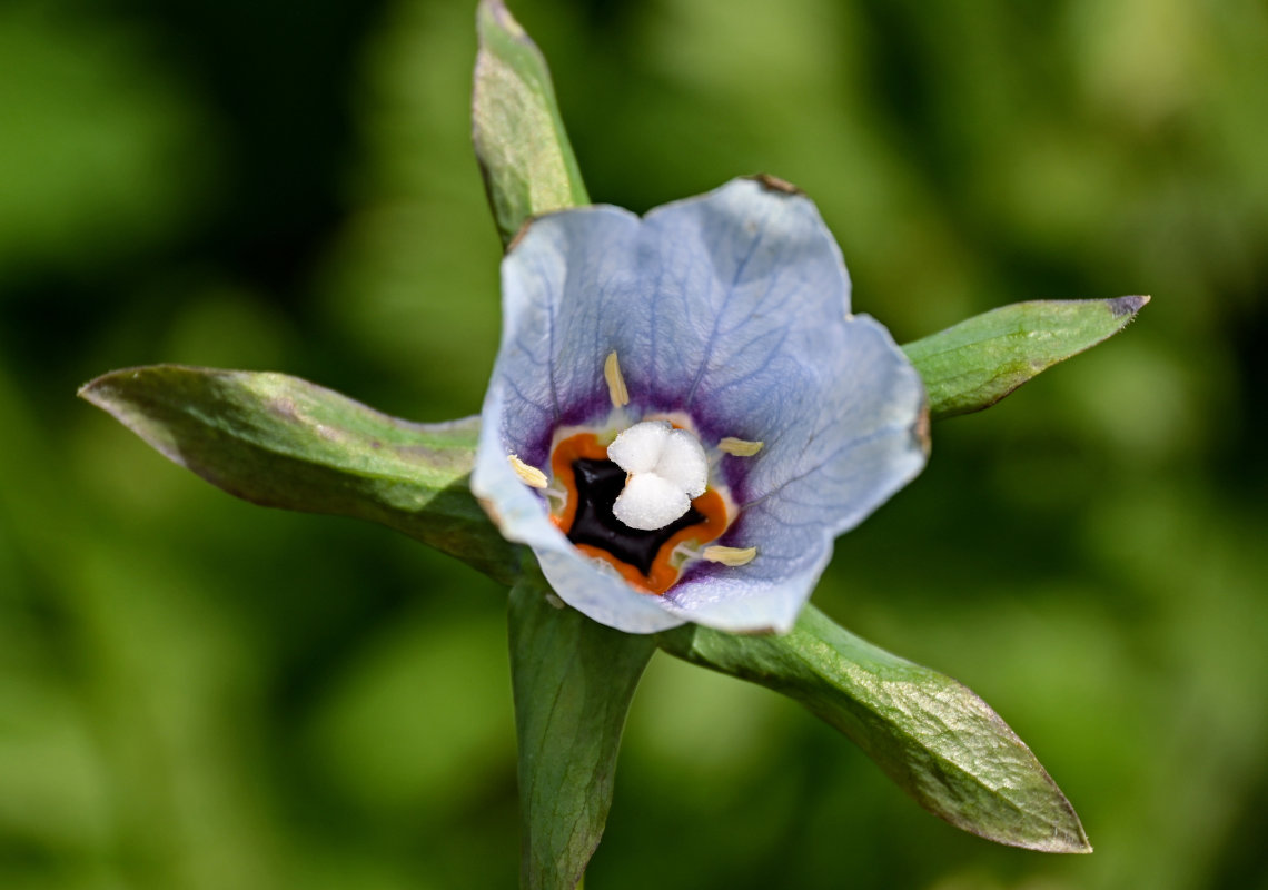 Изображение особи Codonopsis clematidea.