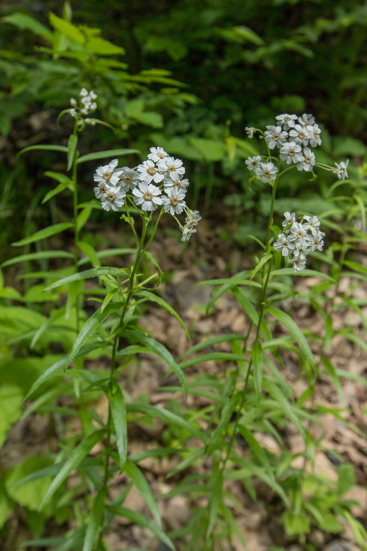 Изображение особи Achillea biserrata.