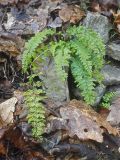 Смотреть изображение Asplenium incisum