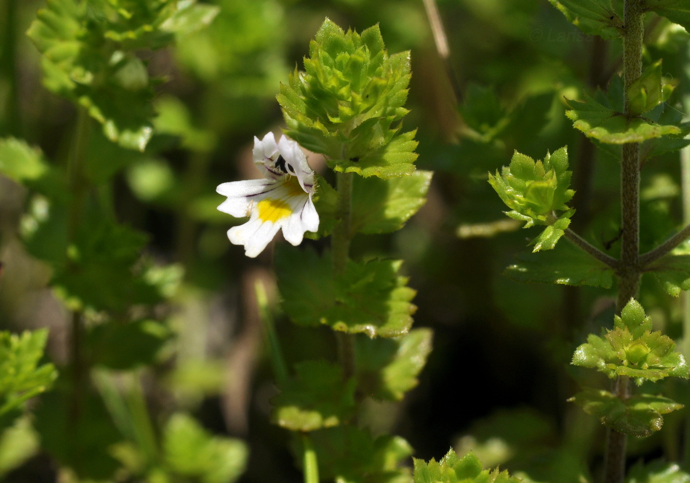 Image of Euphrasia maximowiczii specimen.