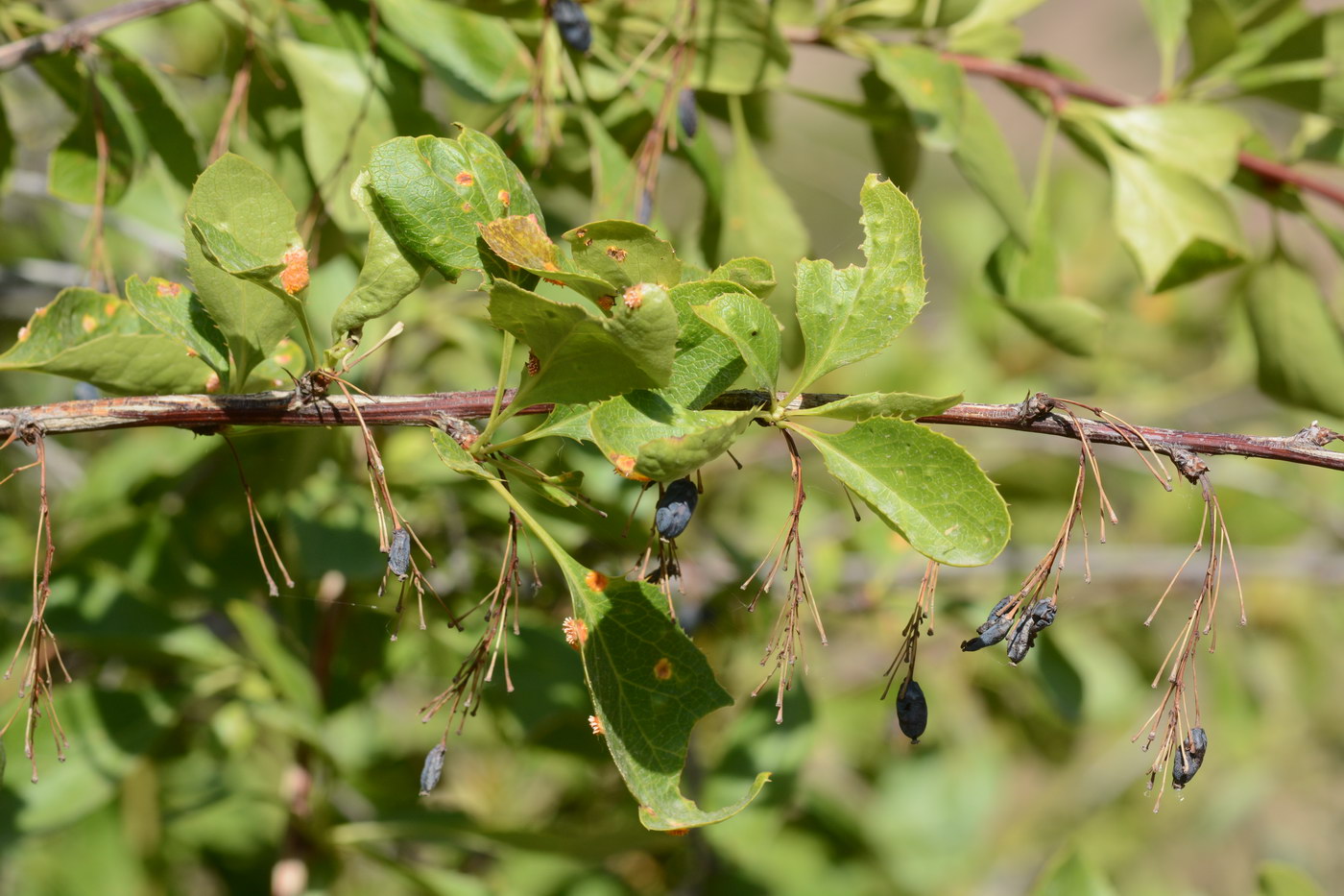 Image of Berberis integerrima specimen.