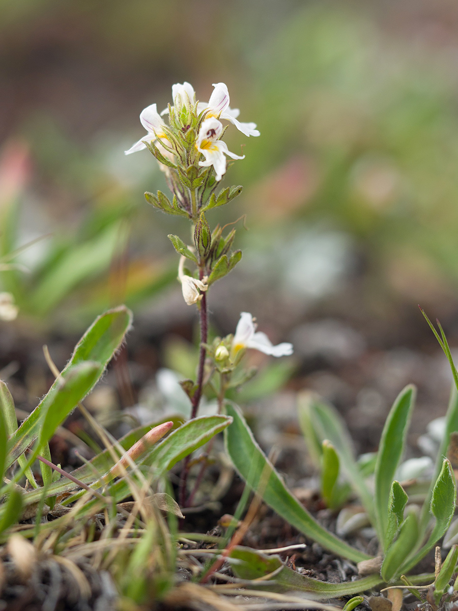 Изображение особи Euphrasia petiolaris.