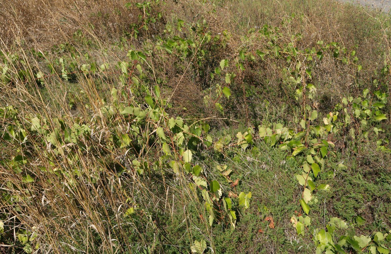 Image of Vitis riparia specimen.