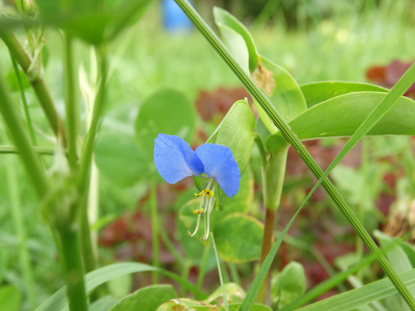 Изображение особи Commelina communis.