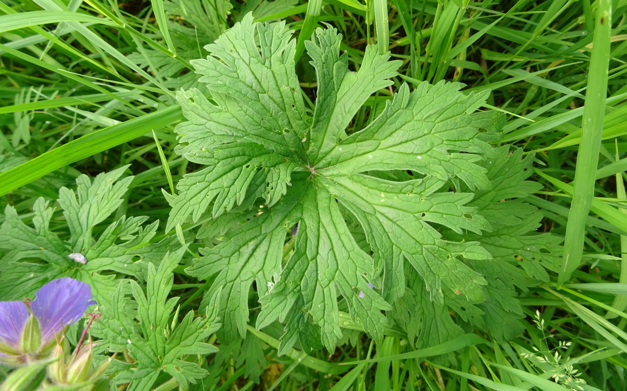 Image of Geranium pratense specimen.