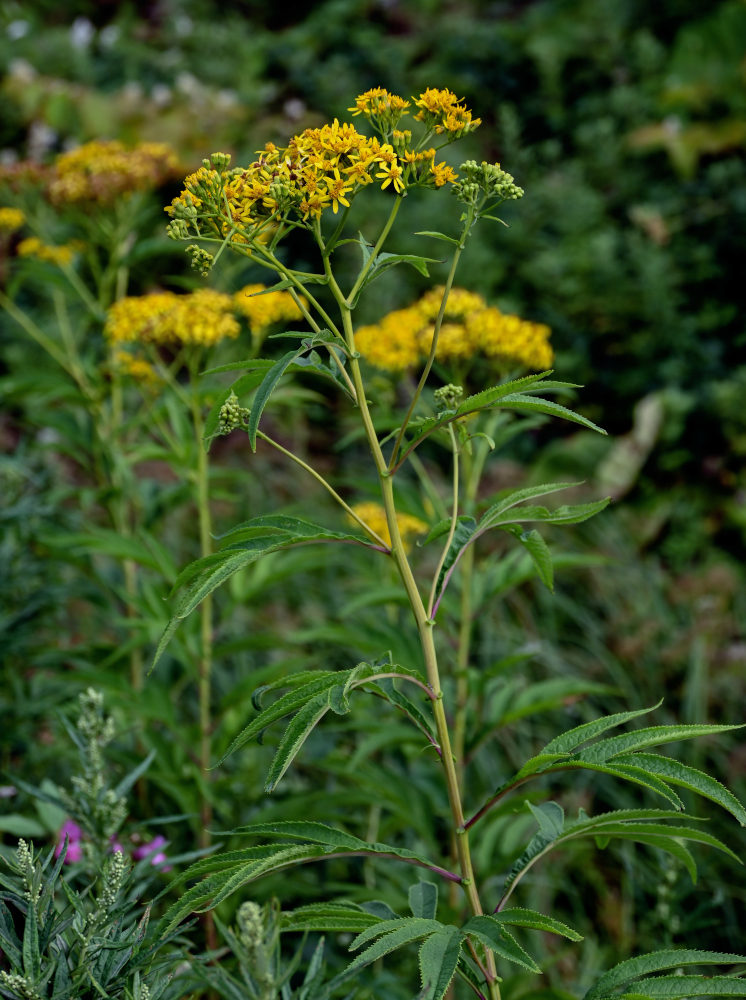 Image of Senecio cannabifolius specimen.