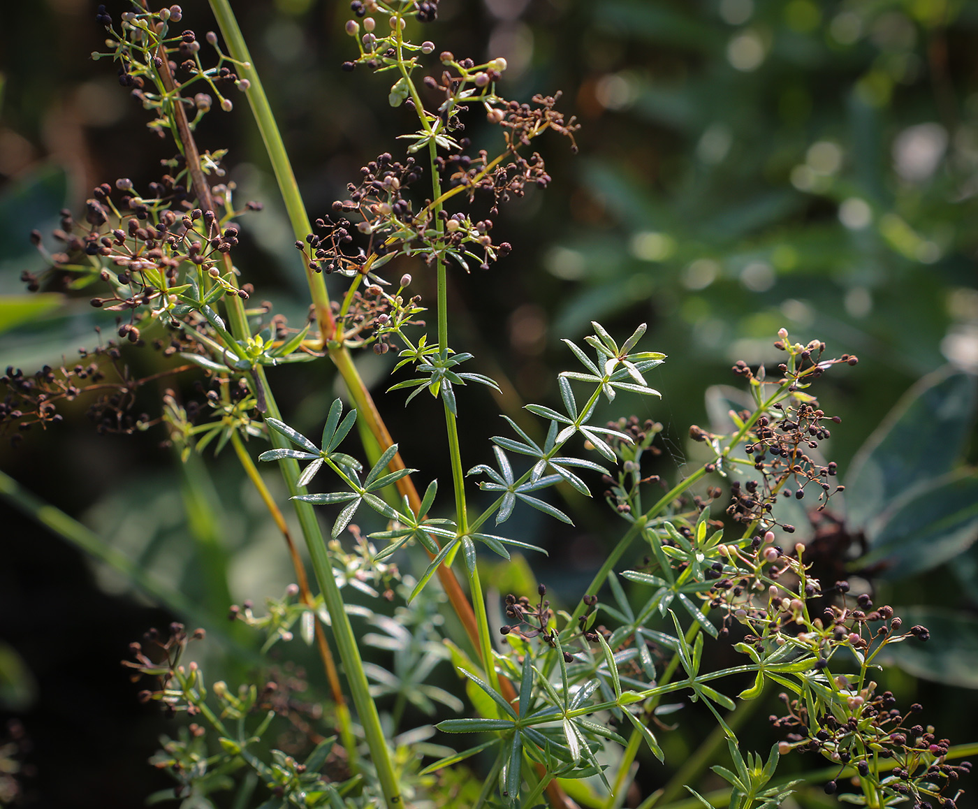 Изображение особи Galium verum.