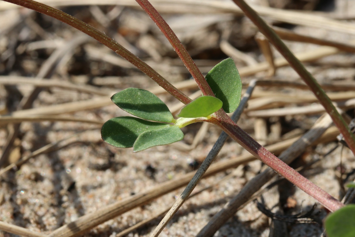 Image of Lotus ruprechtii specimen.