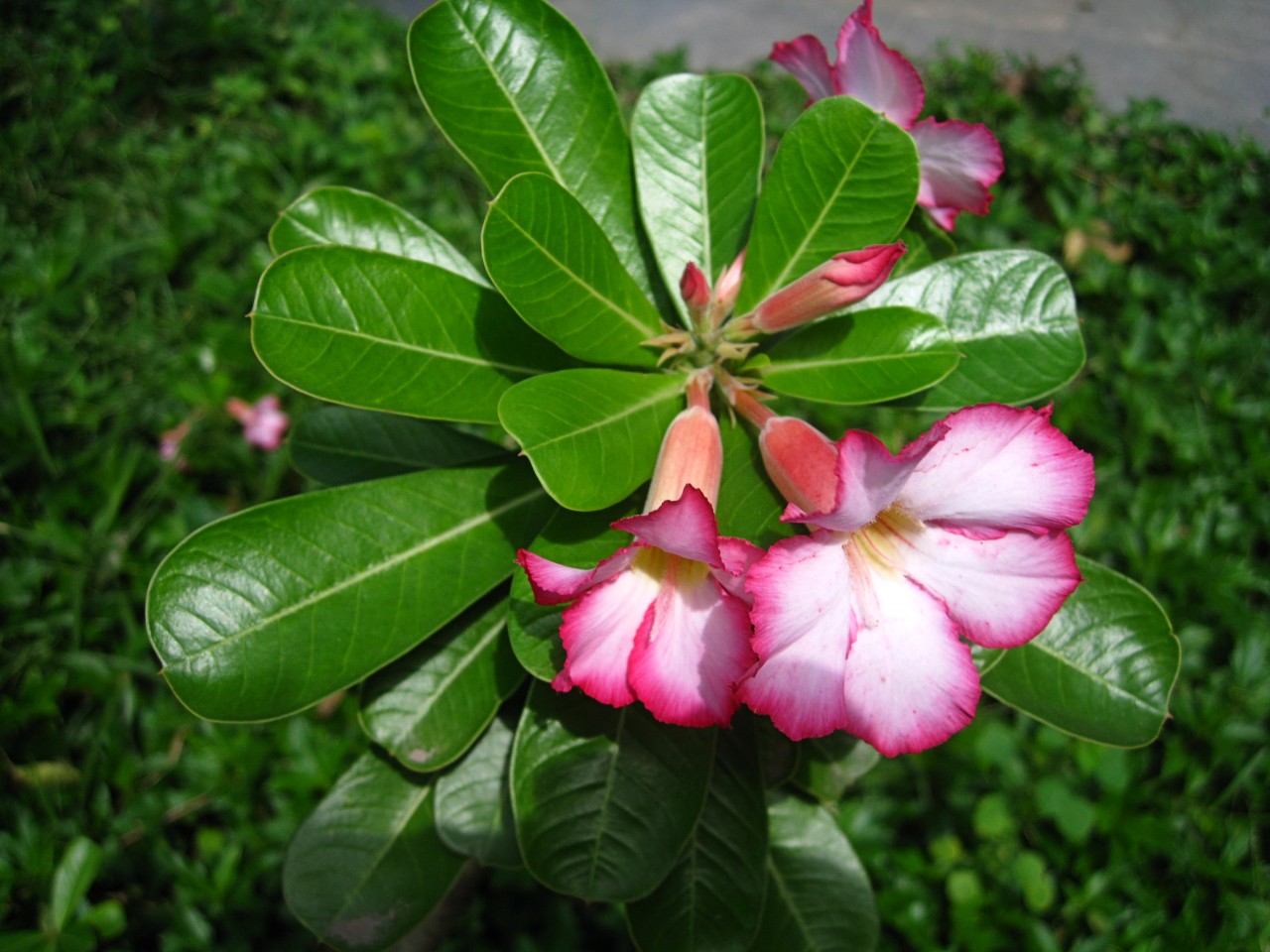 Изображение особи Adenium obesum.