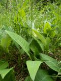 Cirsium heterophyllum. Вегетирующие растения. Московская обл., г. Дубна, лесопарк, смешанный лес, небольшая поляна. 17.06.2023.