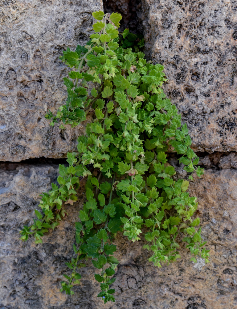 Image of Veronica polita specimen.