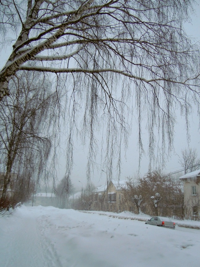 Image of Betula pendula specimen.