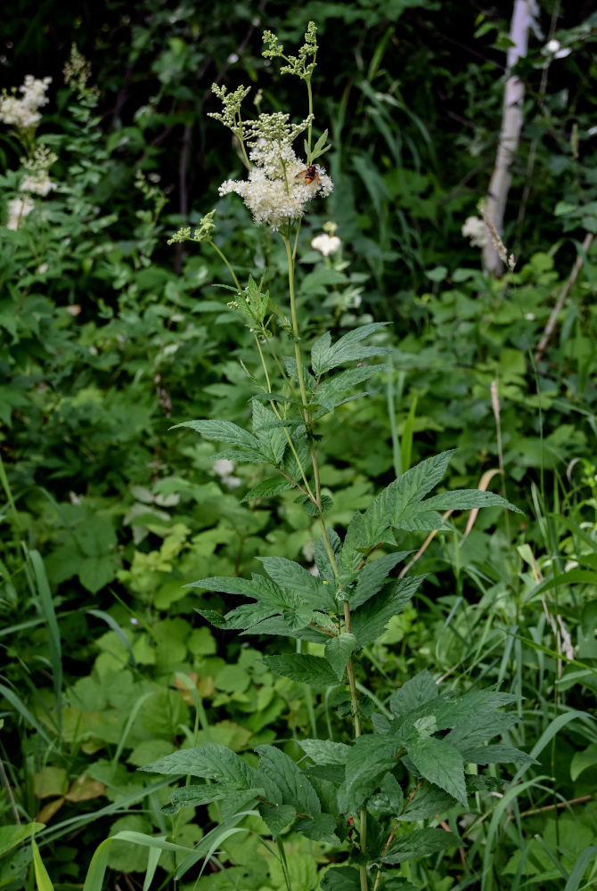 Изображение особи Filipendula ulmaria.