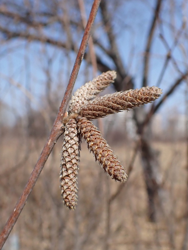 Image of Corylus mandshurica specimen.