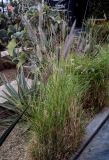 Pennisetum setaceum