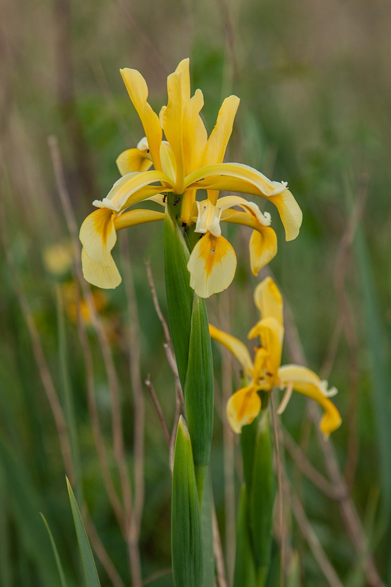 Изображение особи Iris halophila.