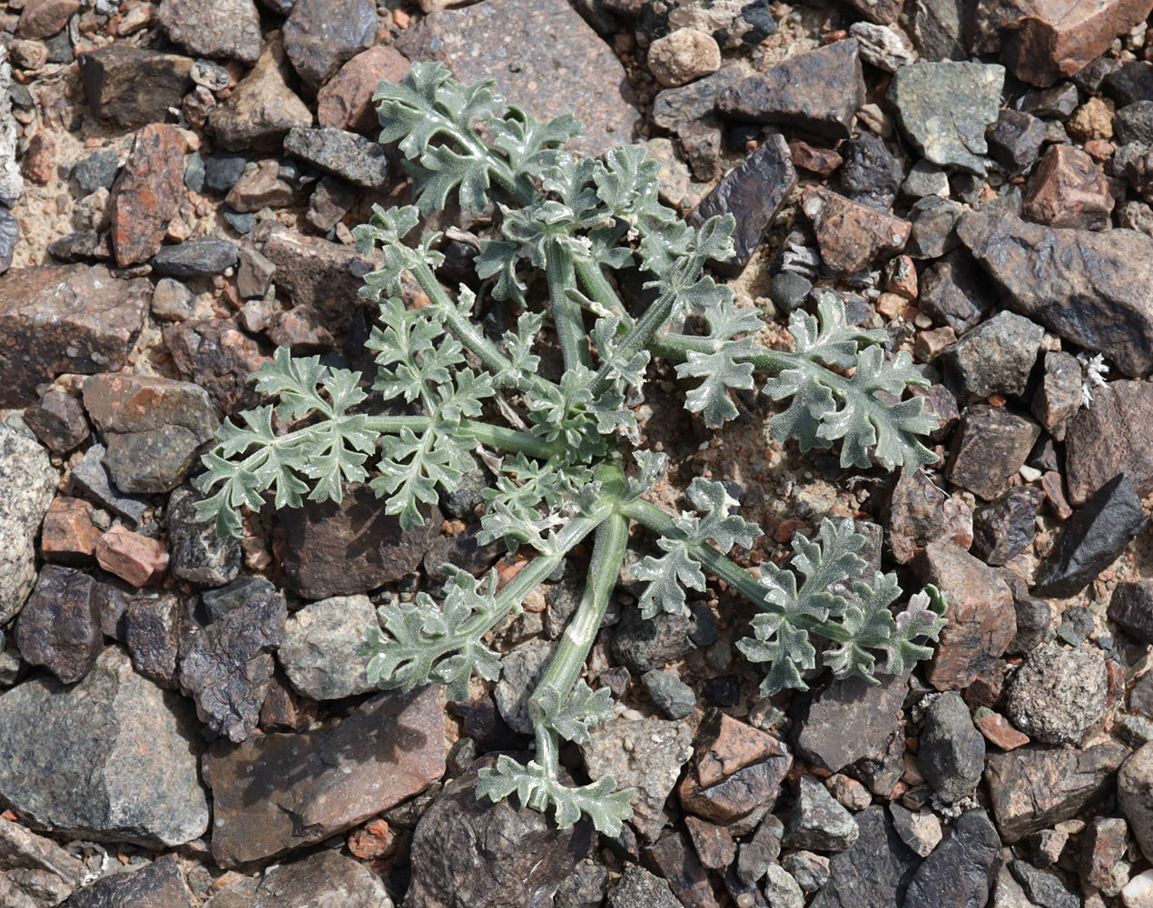 Изображение особи Ferula syreitschikowii.