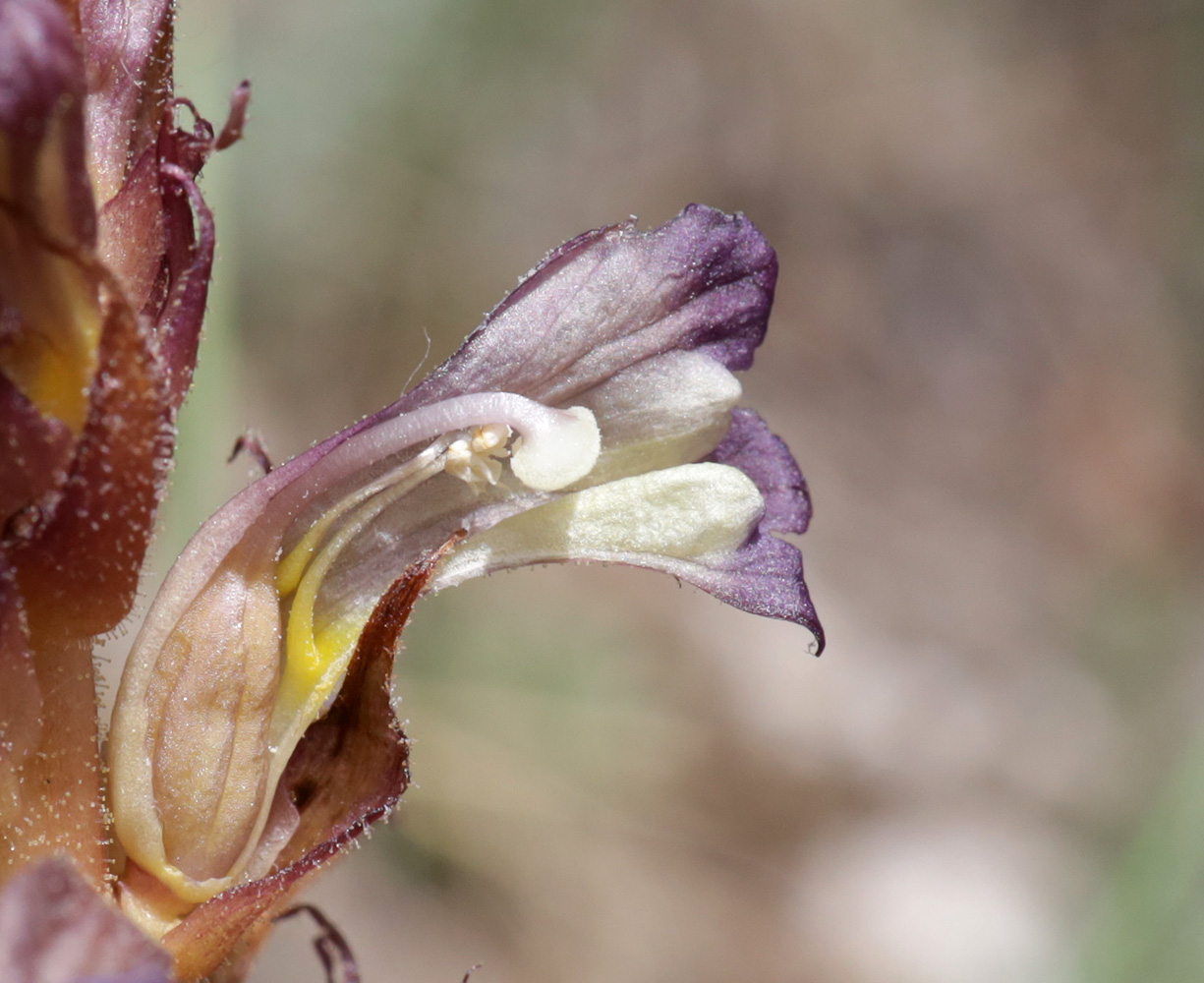 Изображение особи Orobanche grenieri.