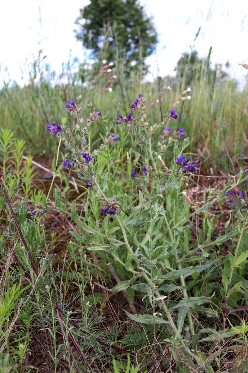 Изображение особи Anchusa officinalis.