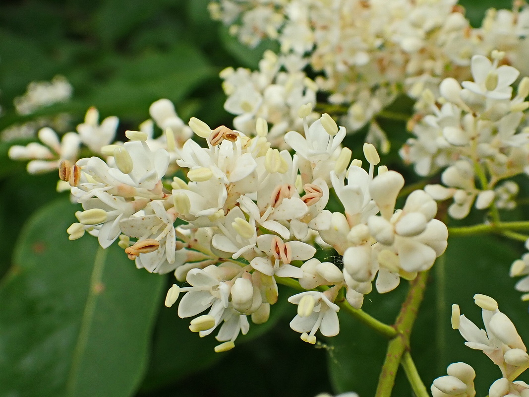 Image of Syringa amurensis specimen.