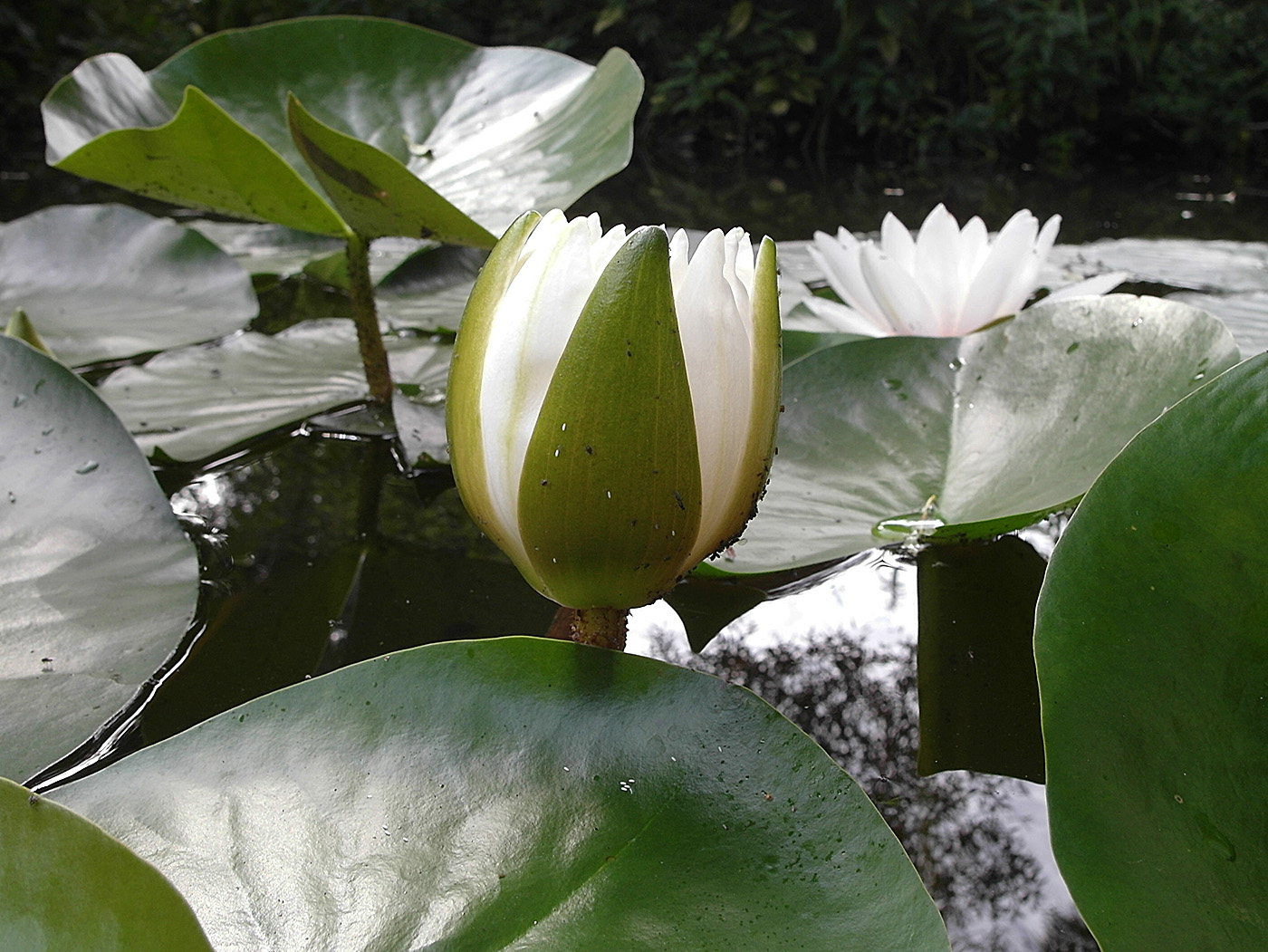 Image of Nymphaea alba specimen.