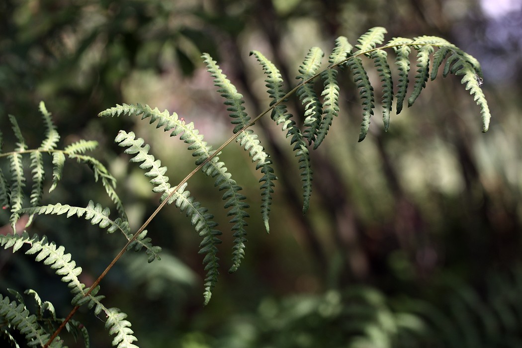 Image of Thelypteris palustris specimen.