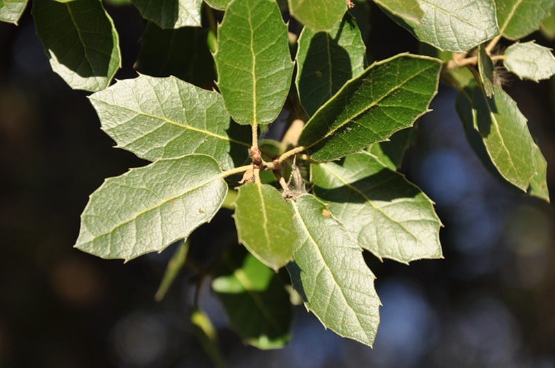 Изображение особи Quercus coccifera.