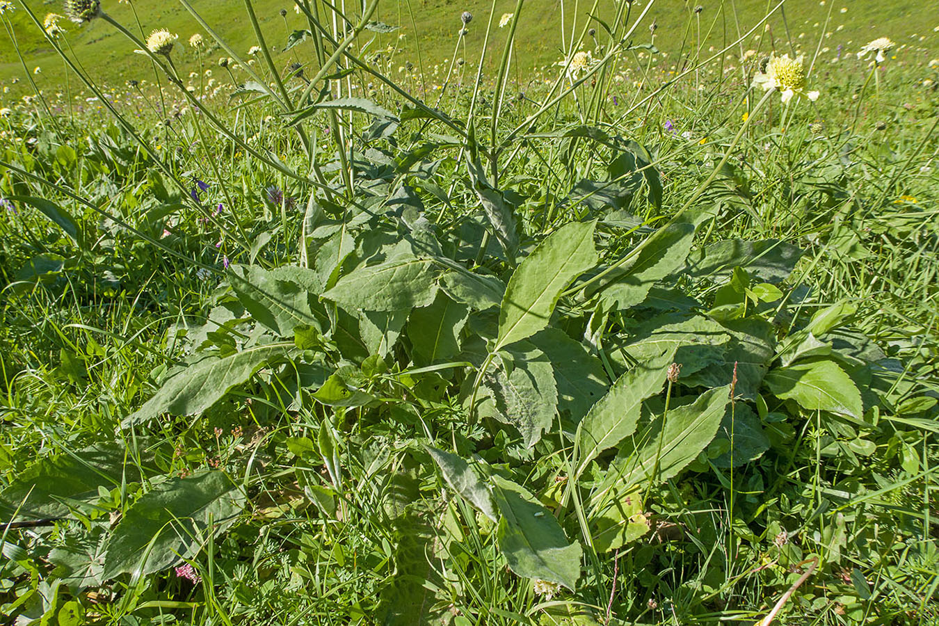 Изображение особи Cephalaria balkharica.