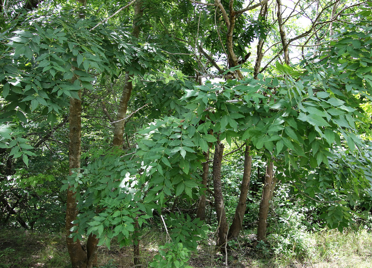 Image of Fraxinus excelsior specimen.