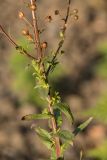 Verbascum blattaria