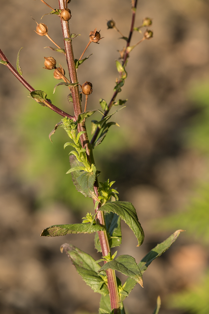 Image of Verbascum blattaria specimen.