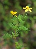 Tagetes erecta. Верхняя часть цветущего растения. Приморский край, г. Владивосток, обочина дороги. 02.09.2024.