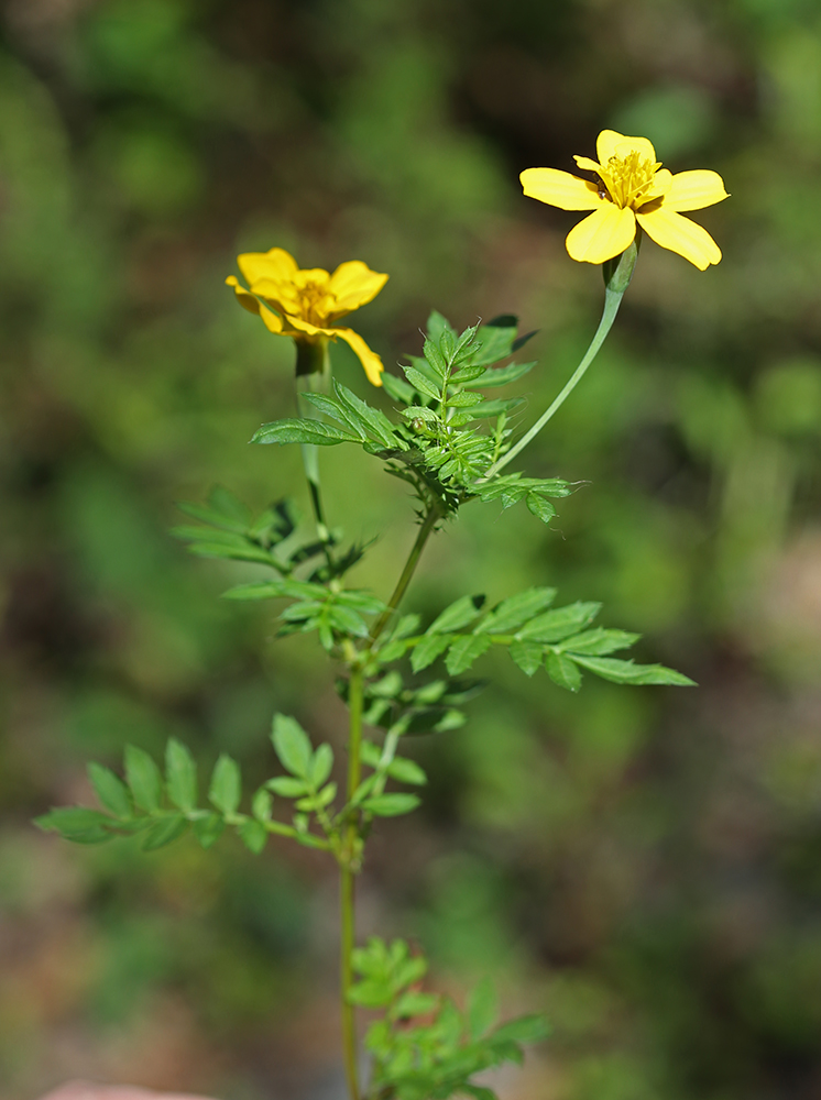 Image of Tagetes erecta specimen.