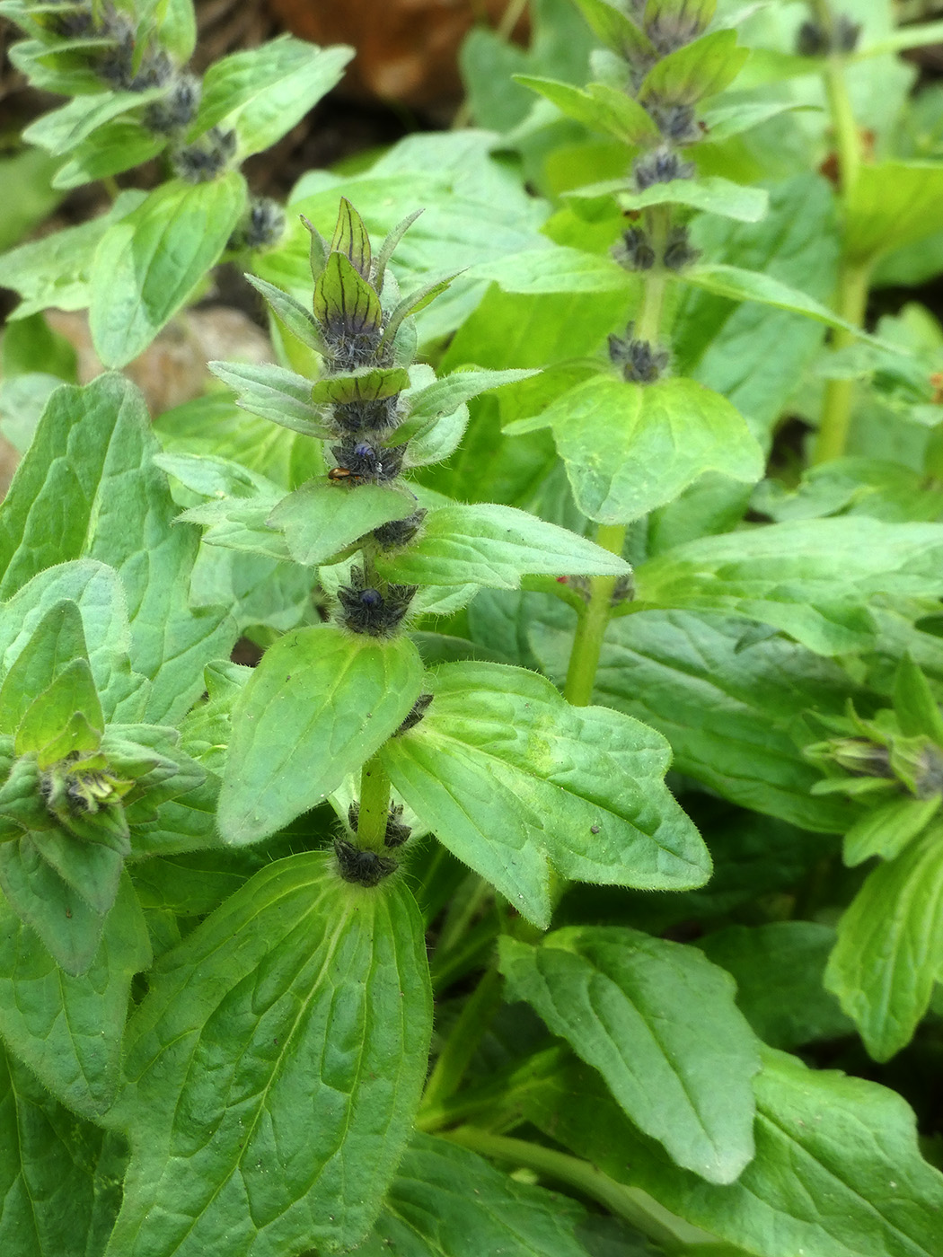 Image of Ajuga genevensis specimen.