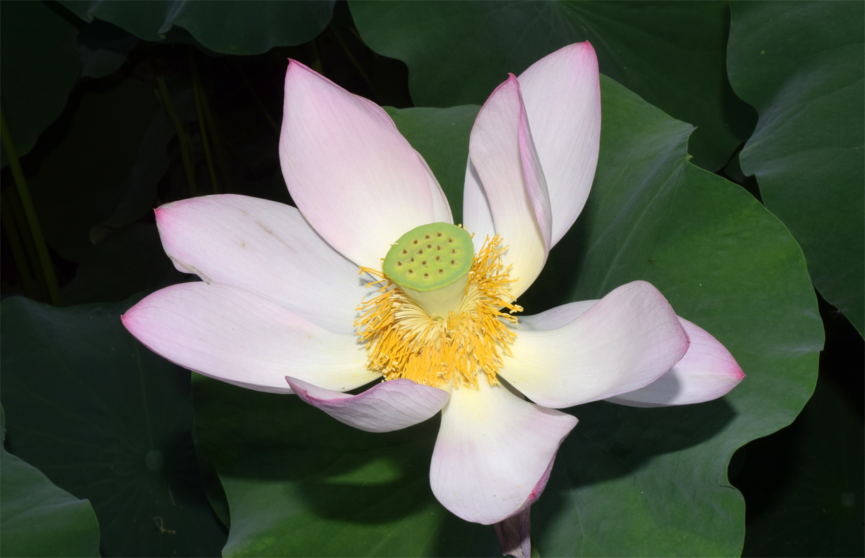 Image of Nelumbo caspica specimen.