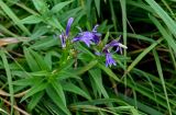 Lobelia sessilifolia. Верхушка цветущего растения. Сахалин, Холмский гор. округ, мыс Слепиковского, луг. 26.08.2023.